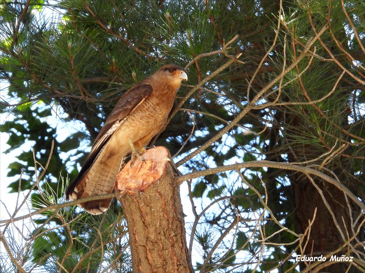 Chimango Caracara - ML646302716