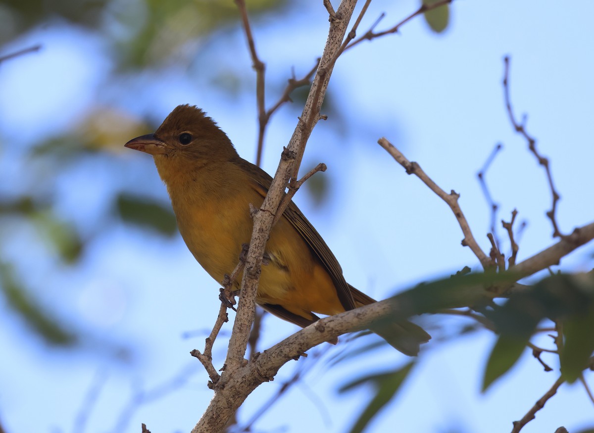 להבית אדומה - ML646302717