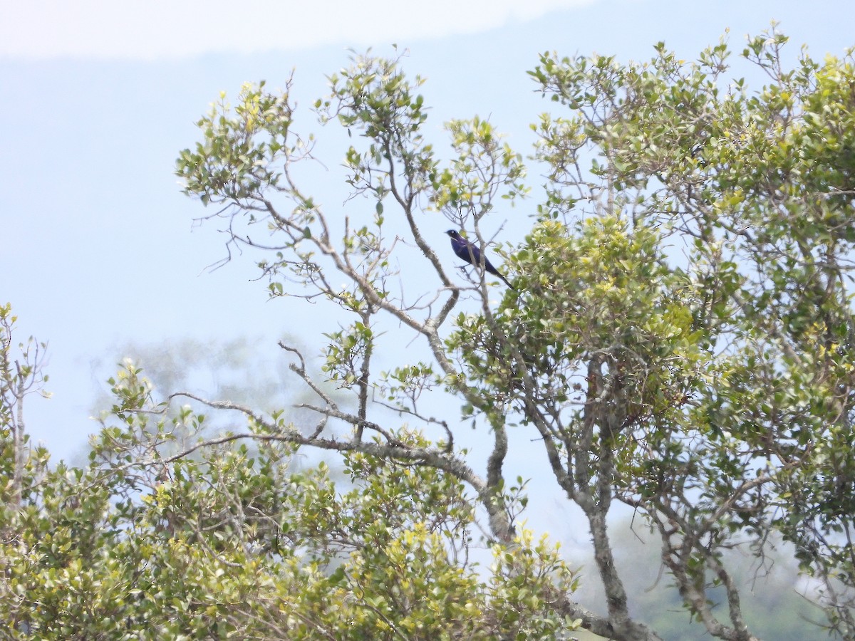 Rüppell's Starling - ML646302719