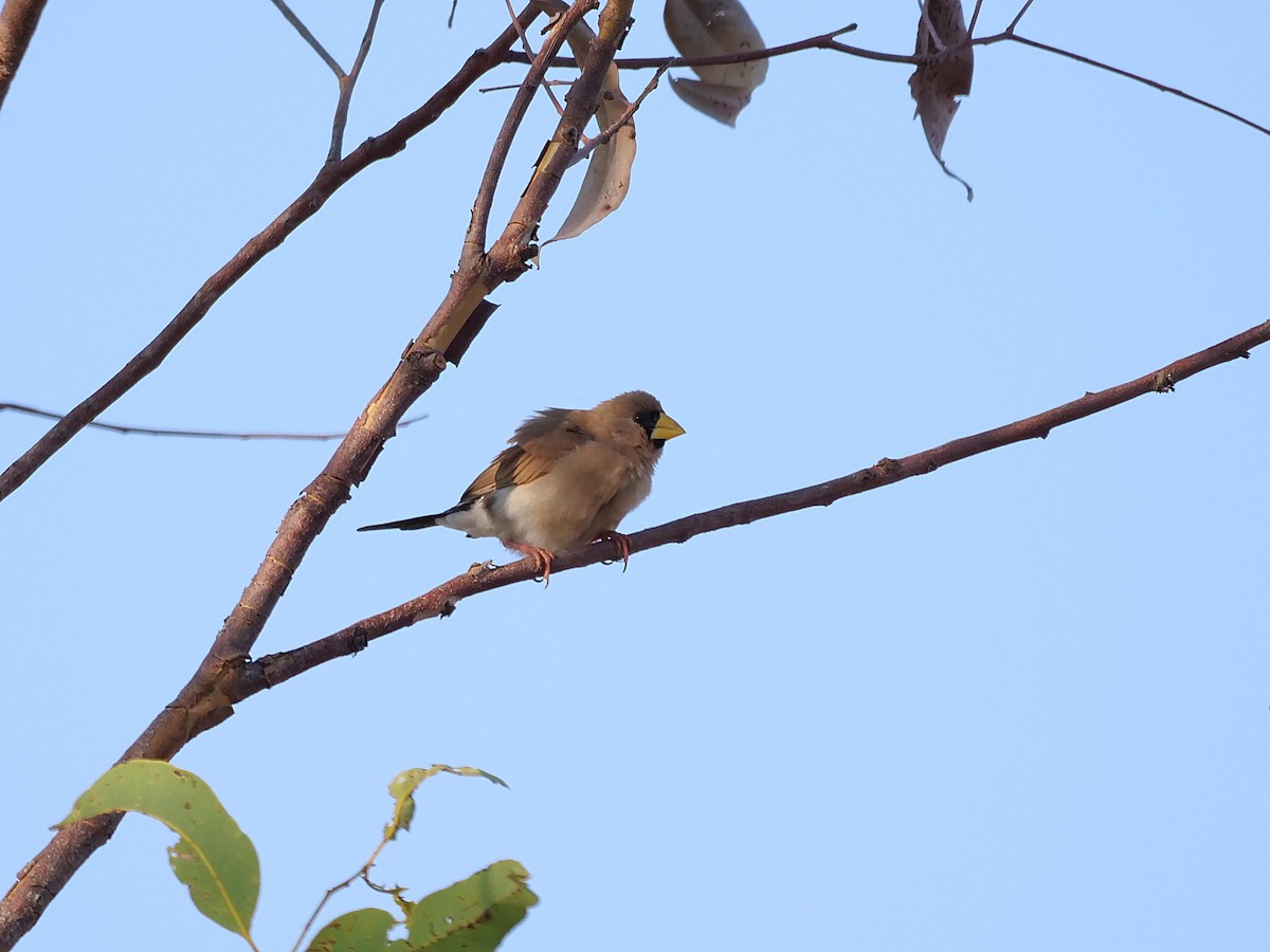Masked Finch - ML646302720