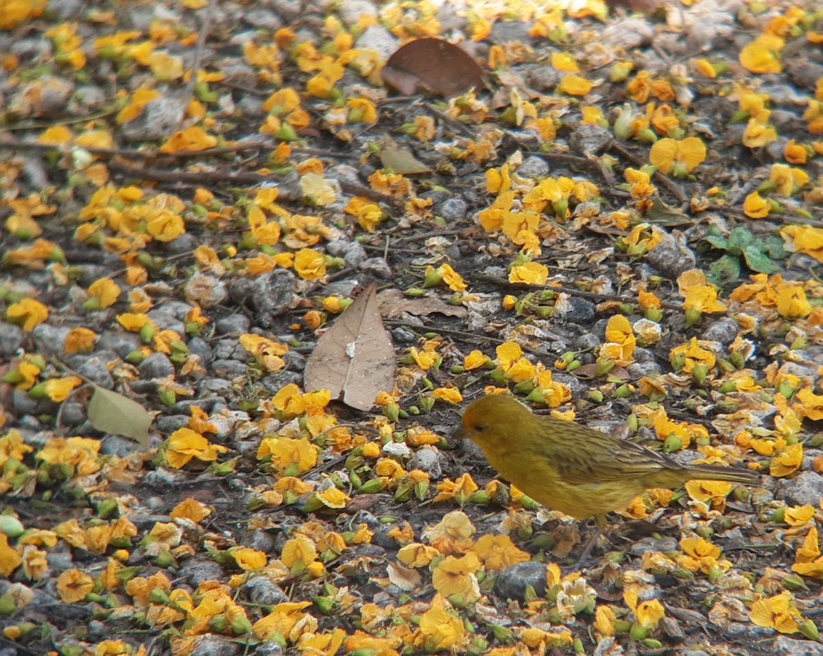Saffron Finch - ML646302721