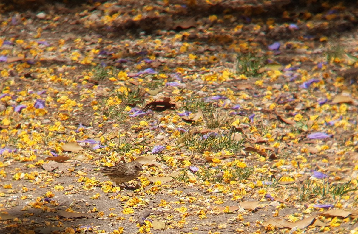 Saffron Finch - ML646302722