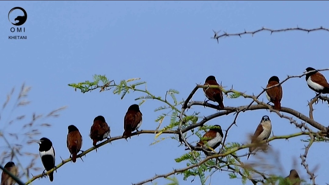 Tricolored Munia - ML646302723