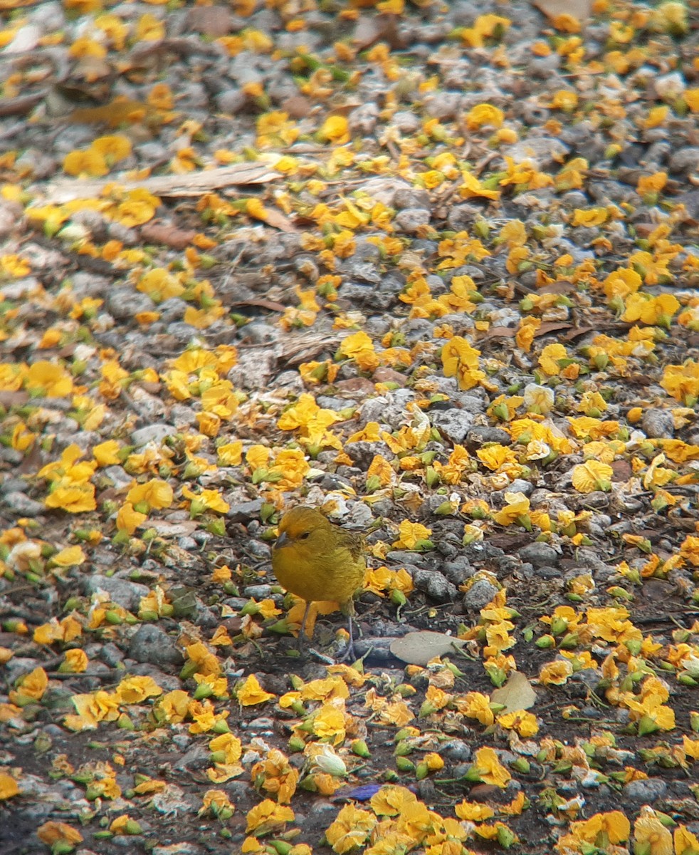 Saffron Finch - ML646302724