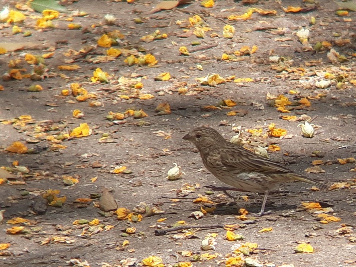 Saffron Finch - ML646302725