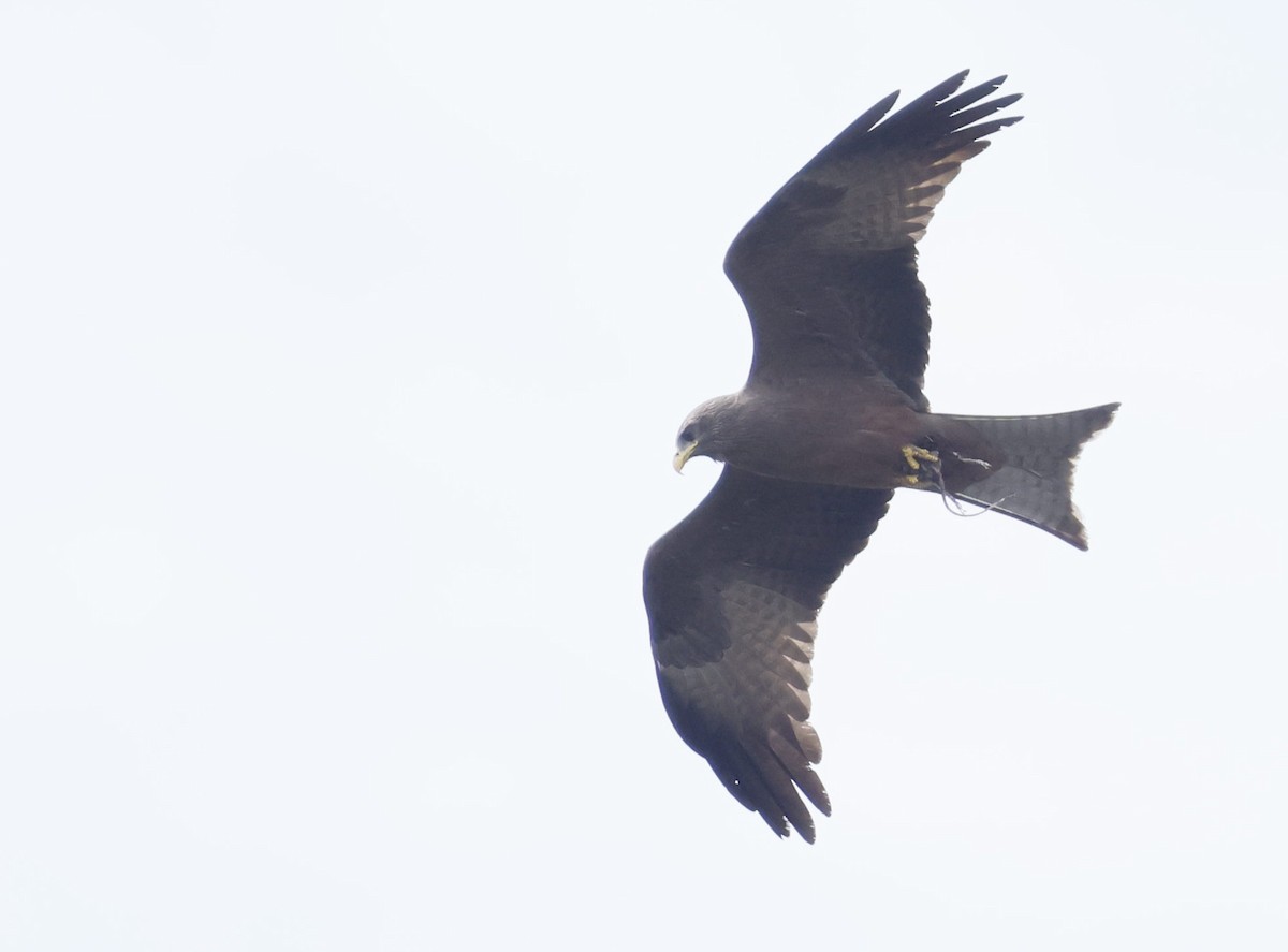 דיה שחורה - ML646302726
