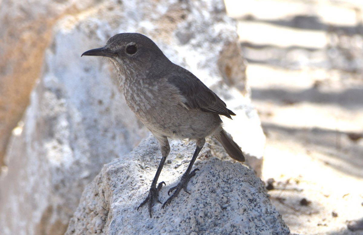 Littoral Rock-Thrush - ML646302727