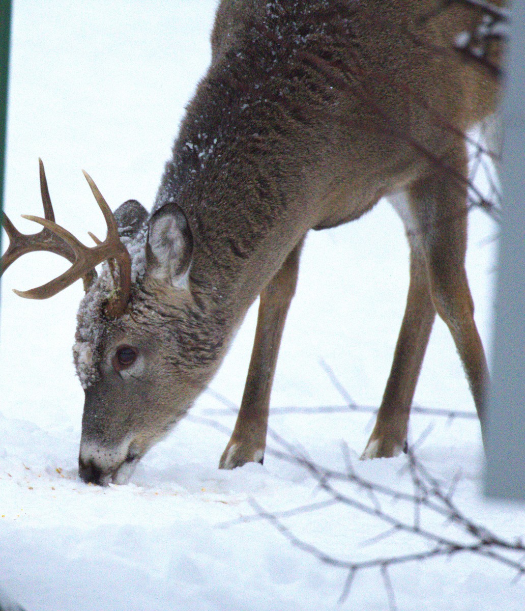 White-tailed Deer - ML646302728