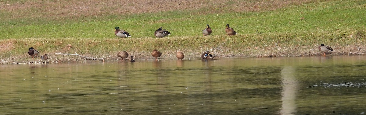 ברכיה - ML646302729