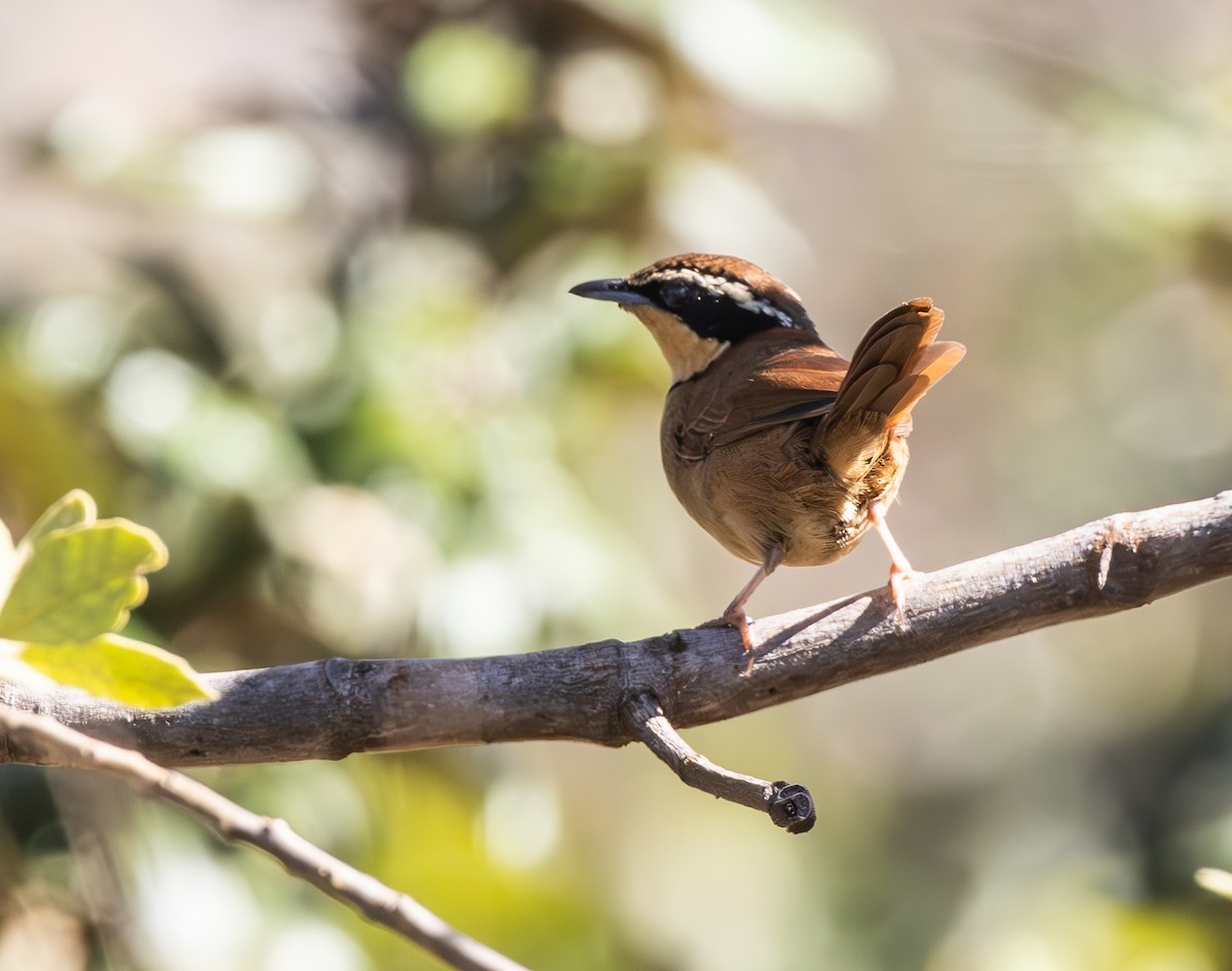 Collared Crescentchest - ML646302730