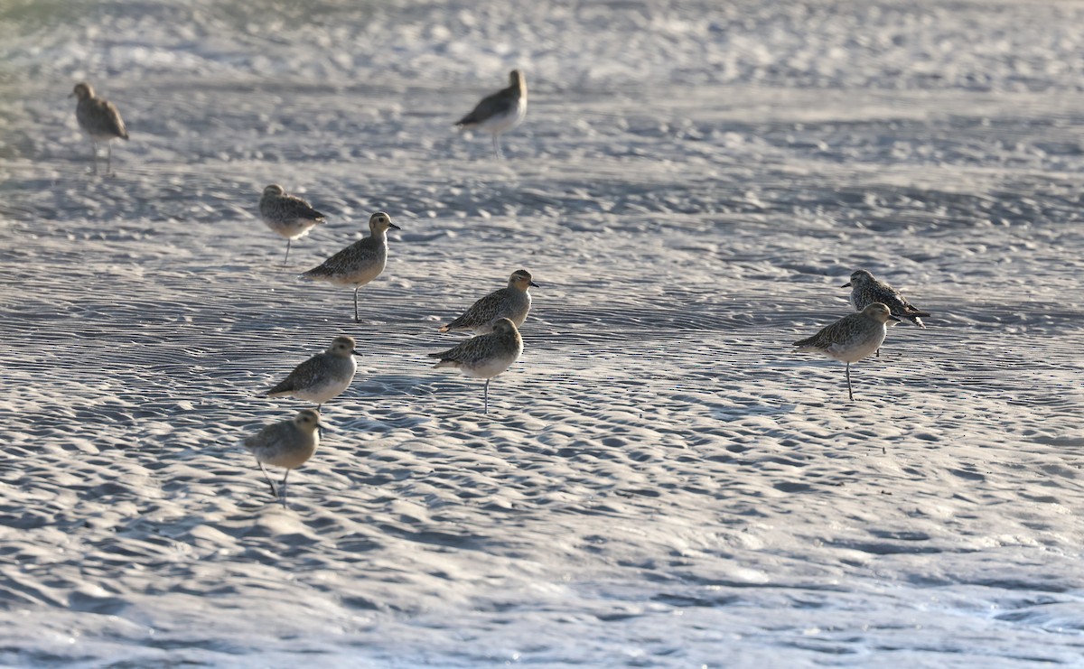 חופזי קטן - ML646302731