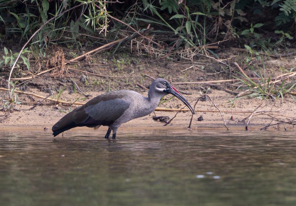 Hadada Ibis - ML646302733