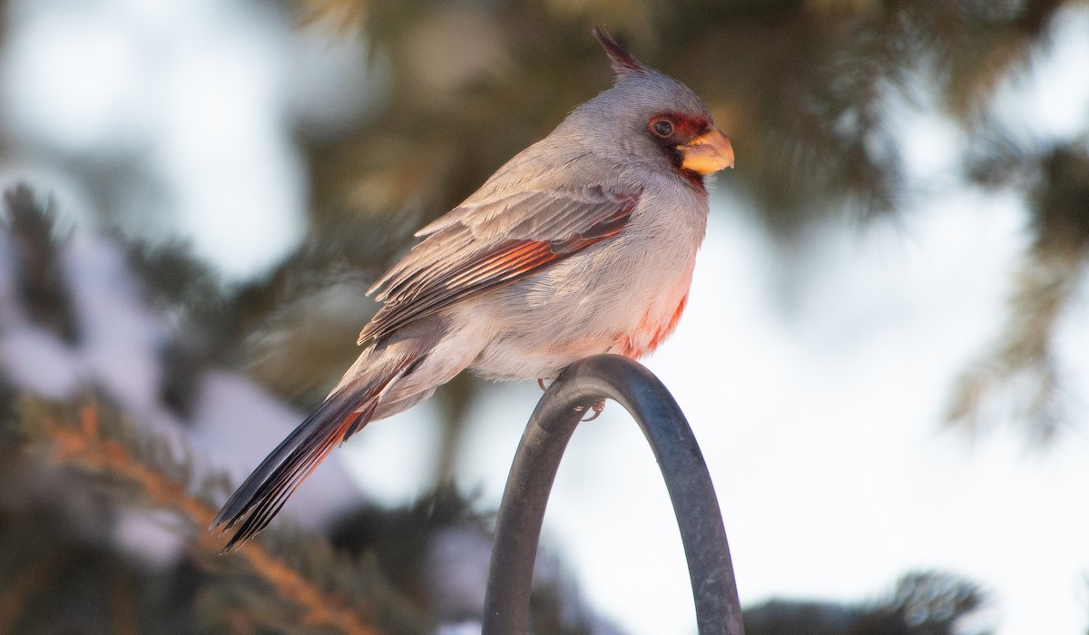 Pyrrhuloxia - ML646302734