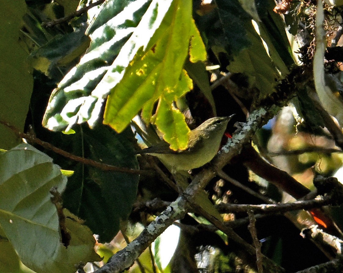 Buff-barred Warbler - ML646302736