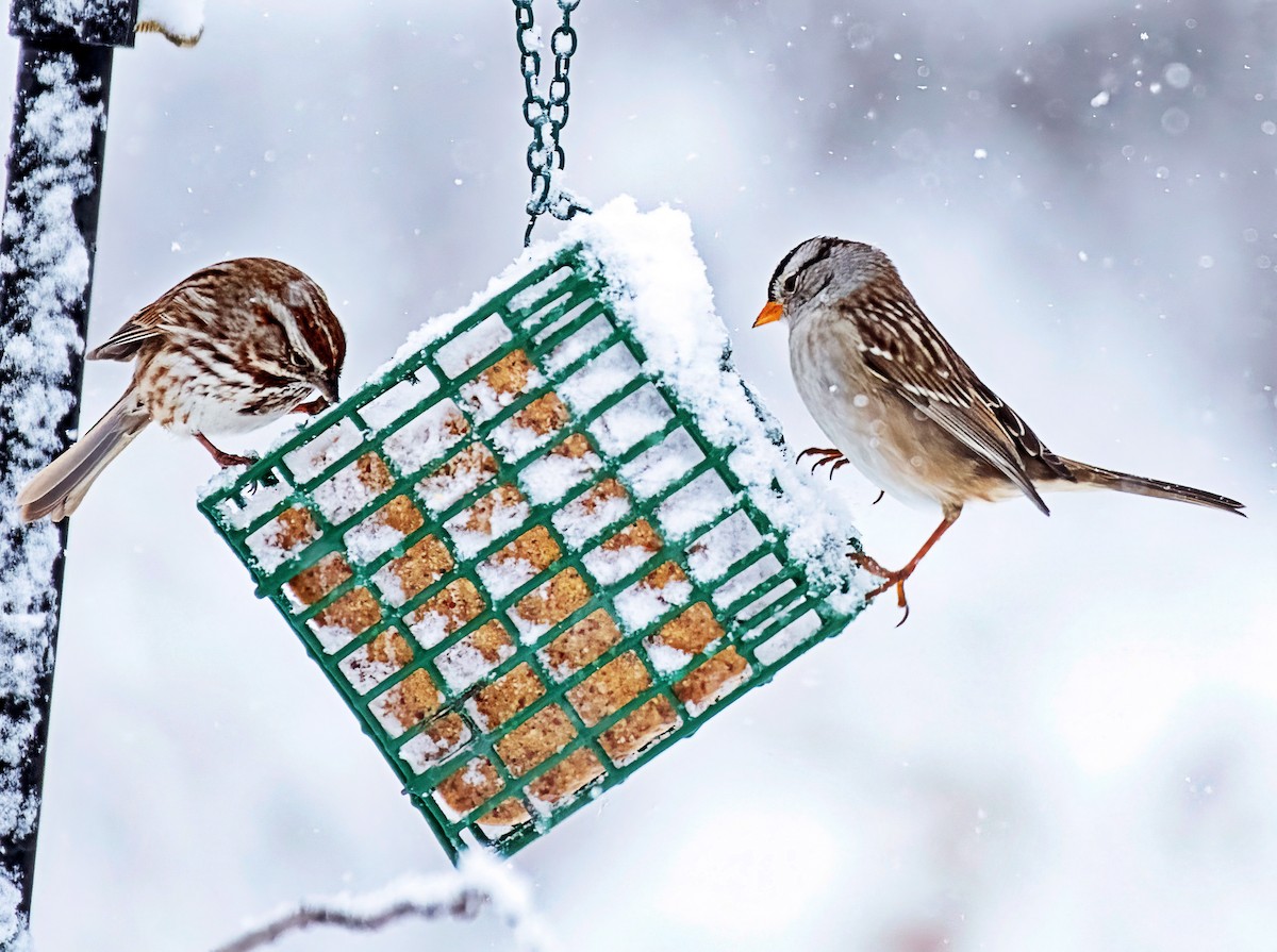 גיבתונית לבנת-כיפה - ML646302737