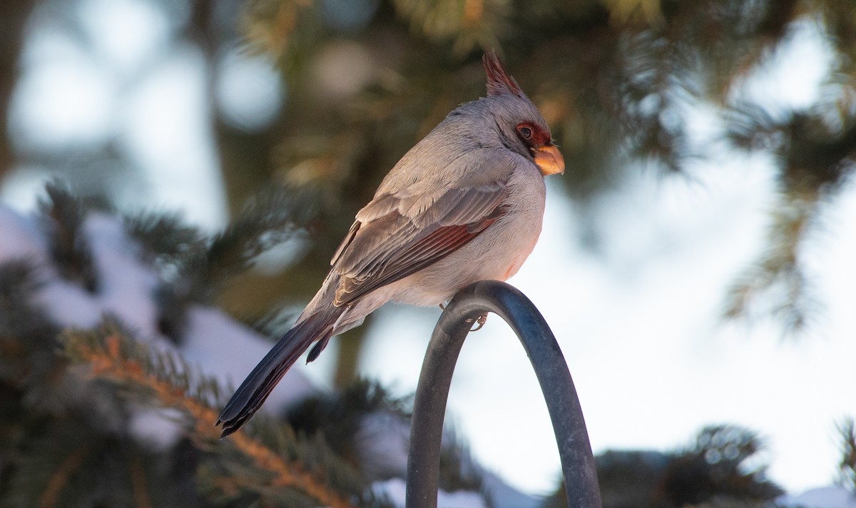 Pyrrhuloxia - ML646302738