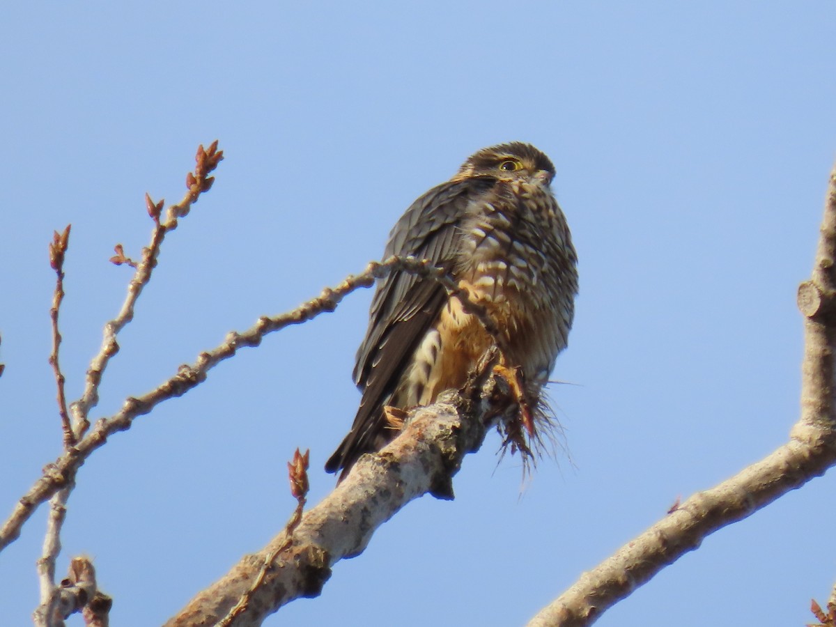 בז גמדי - ML646302743