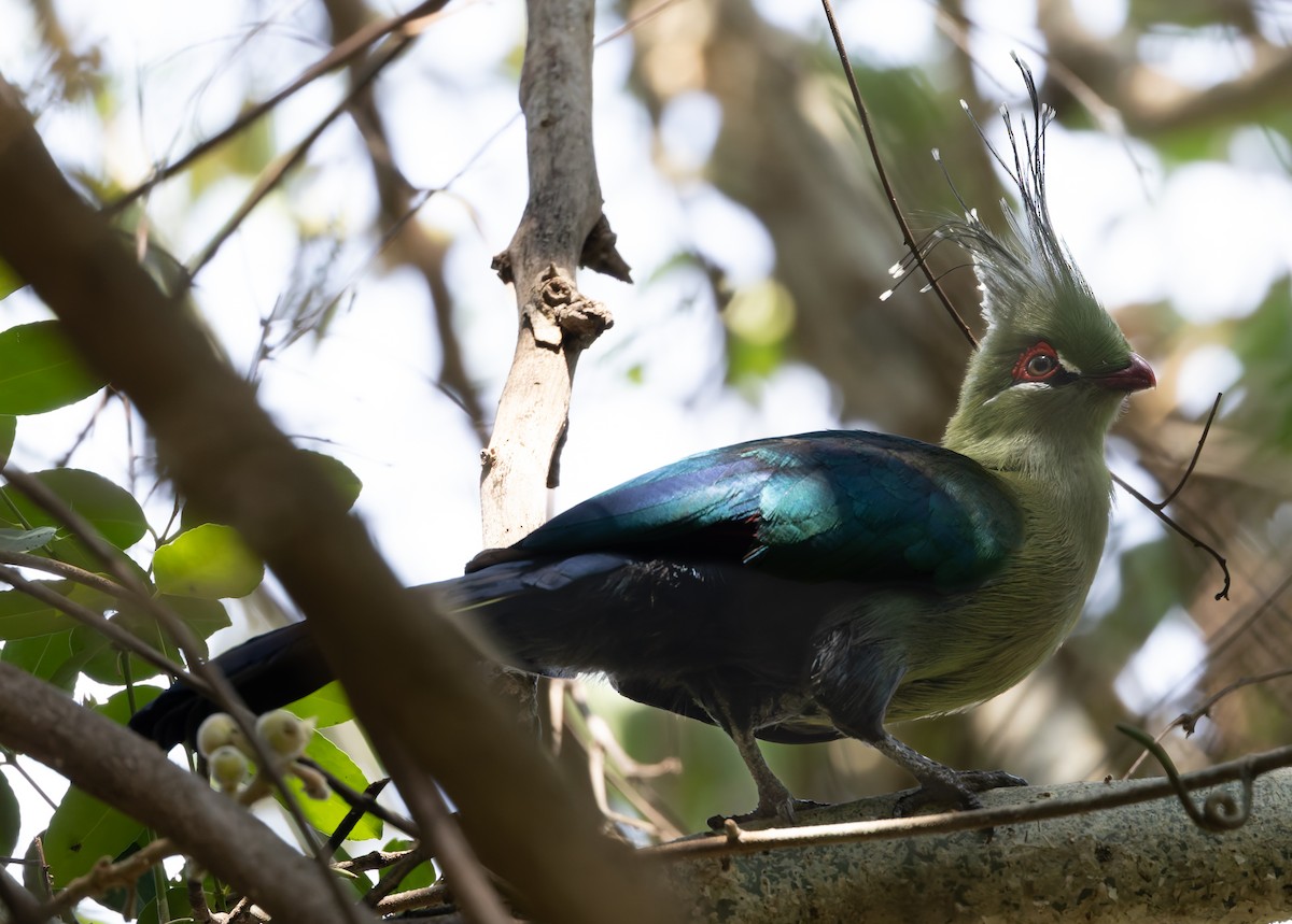 Schalow's Turaco - ML646302745