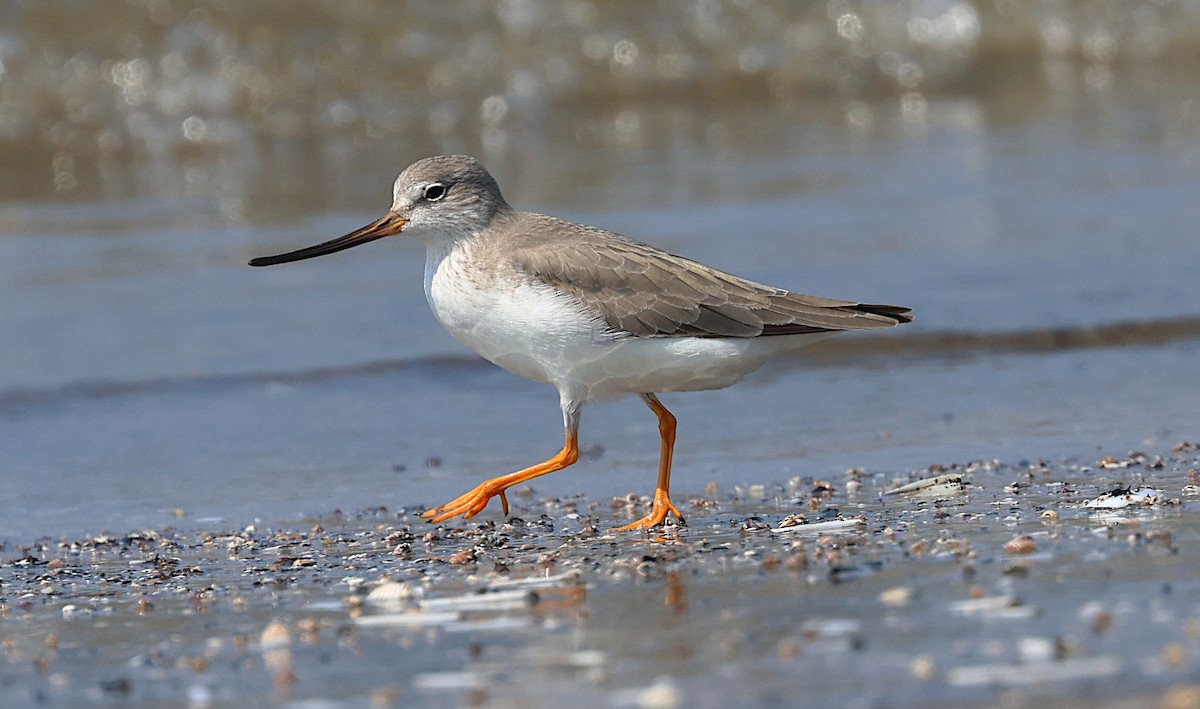 ソリハシシギ - ML646302746