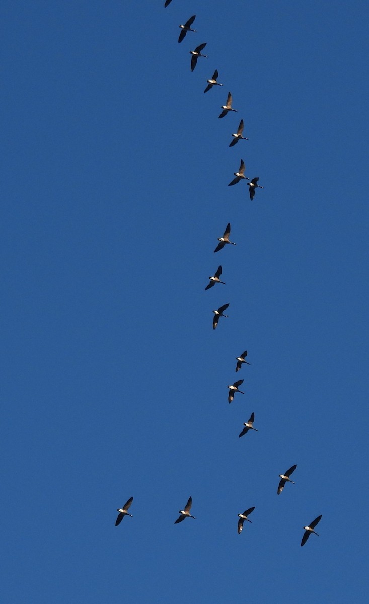 カナダガン - ML646302750