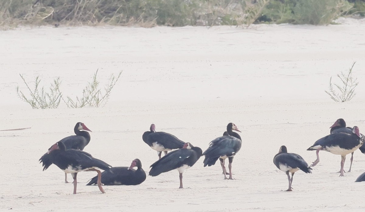 Spur-winged Goose - ML646302751