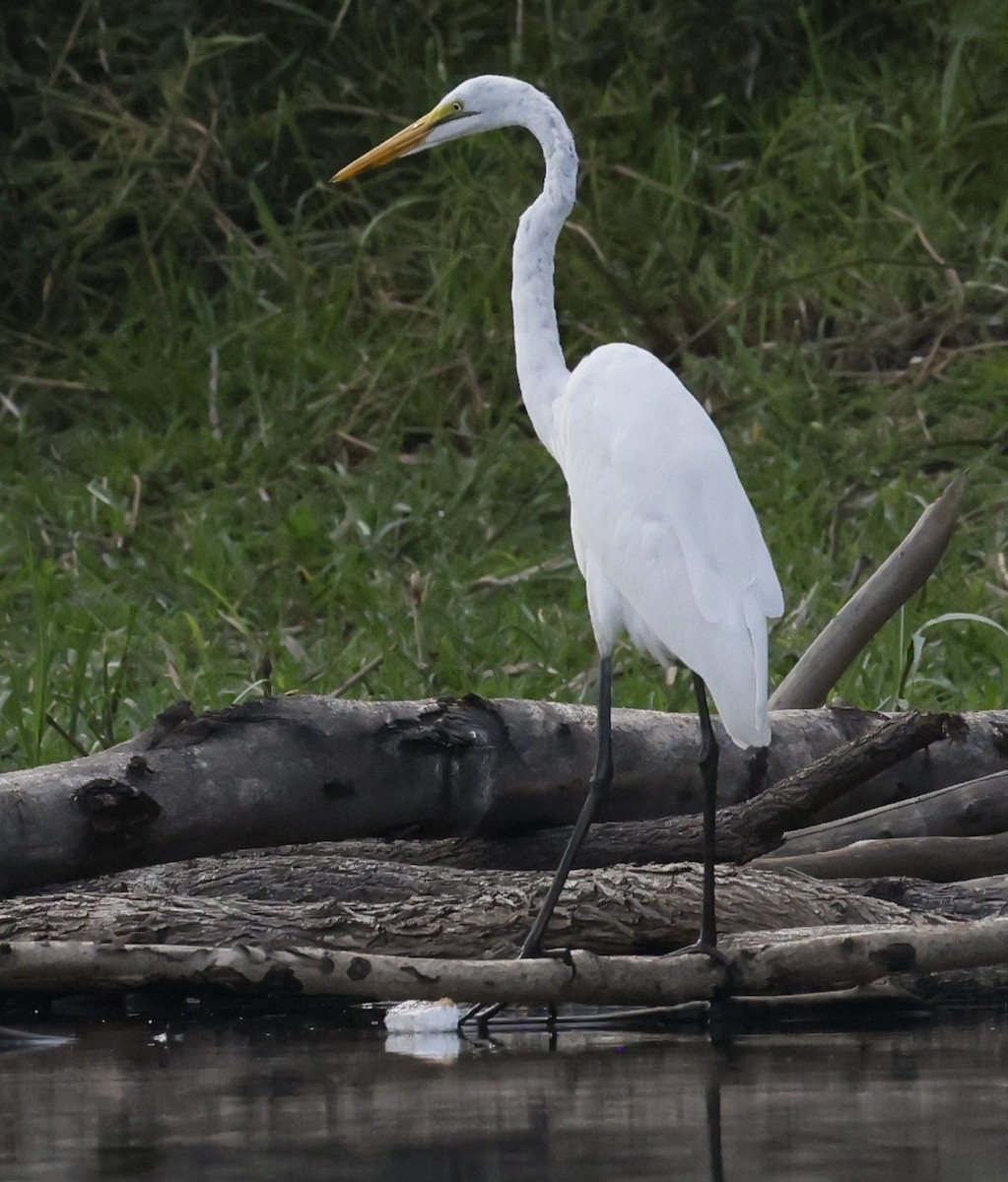 Great Egret - ML646302773