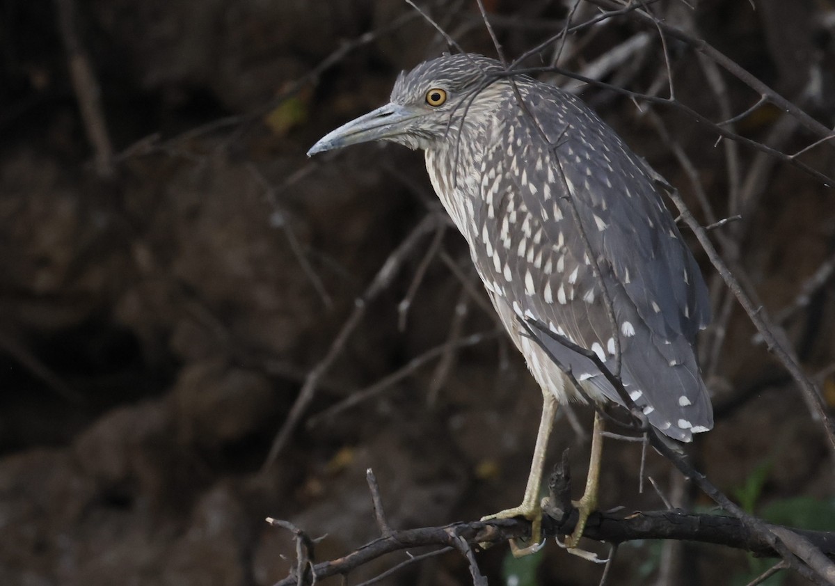 Black-crowned Night Heron - ML646302774