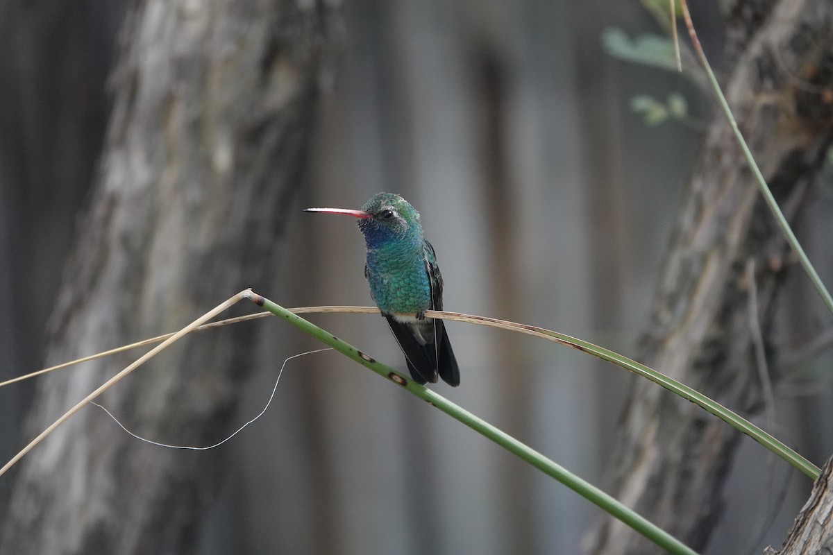 Broad-billed Hummingbird - ML646302775