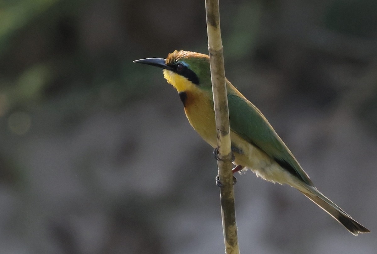 Little Bee-eater - ML646302776