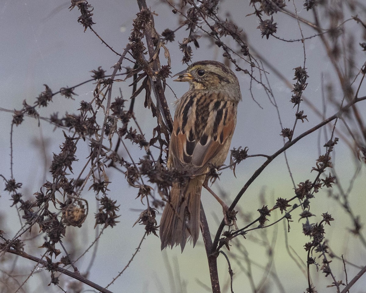 Swamp Sparrow - ML646302777