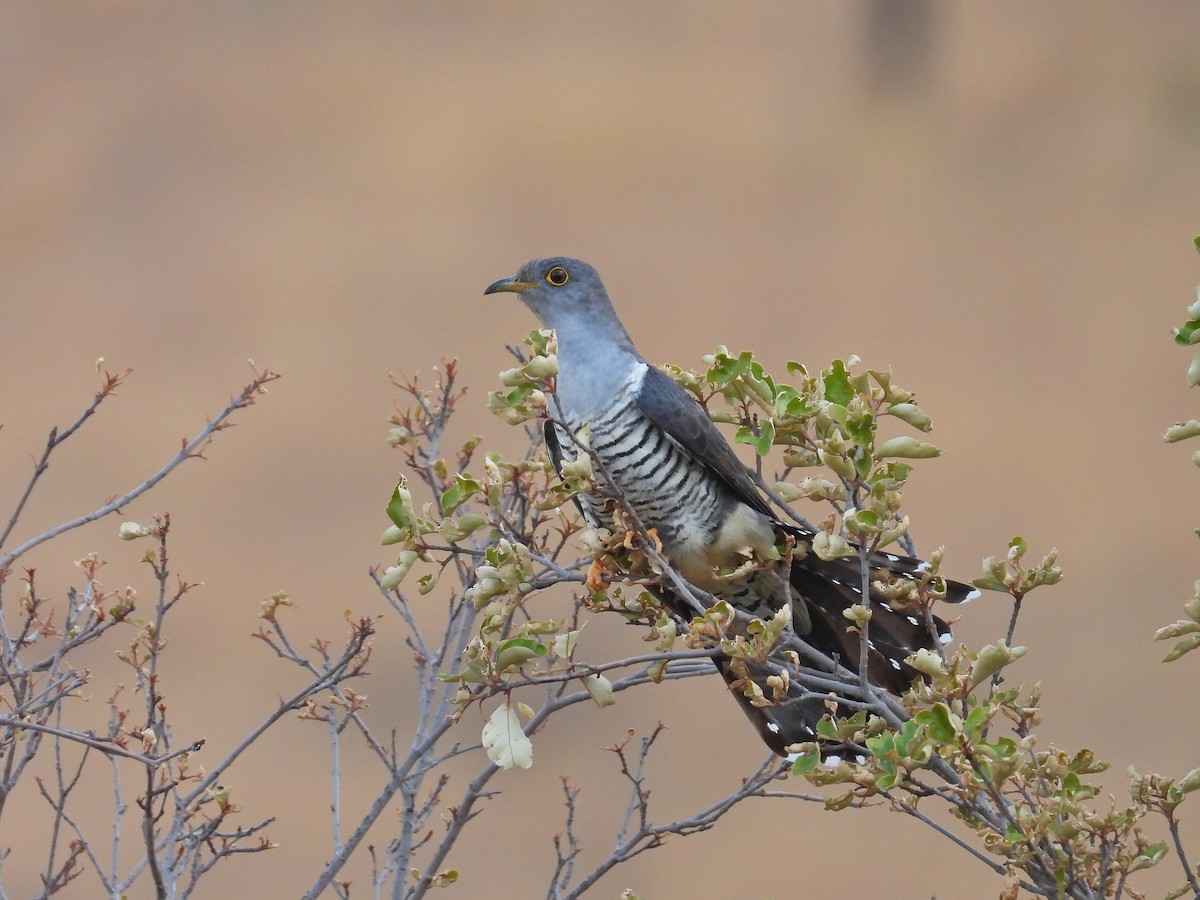 Madagascar Cuckoo - ML646302778