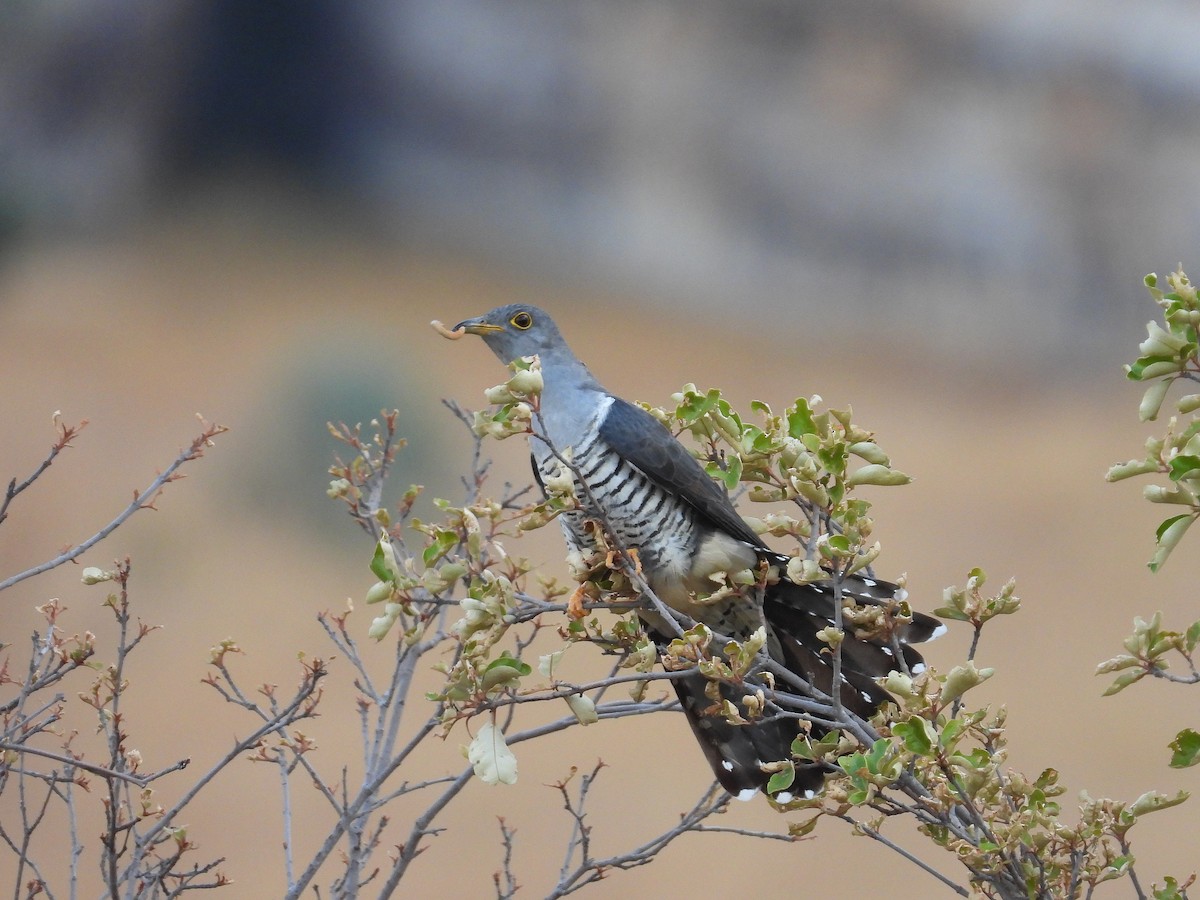 Madagascar Cuckoo - ML646302781