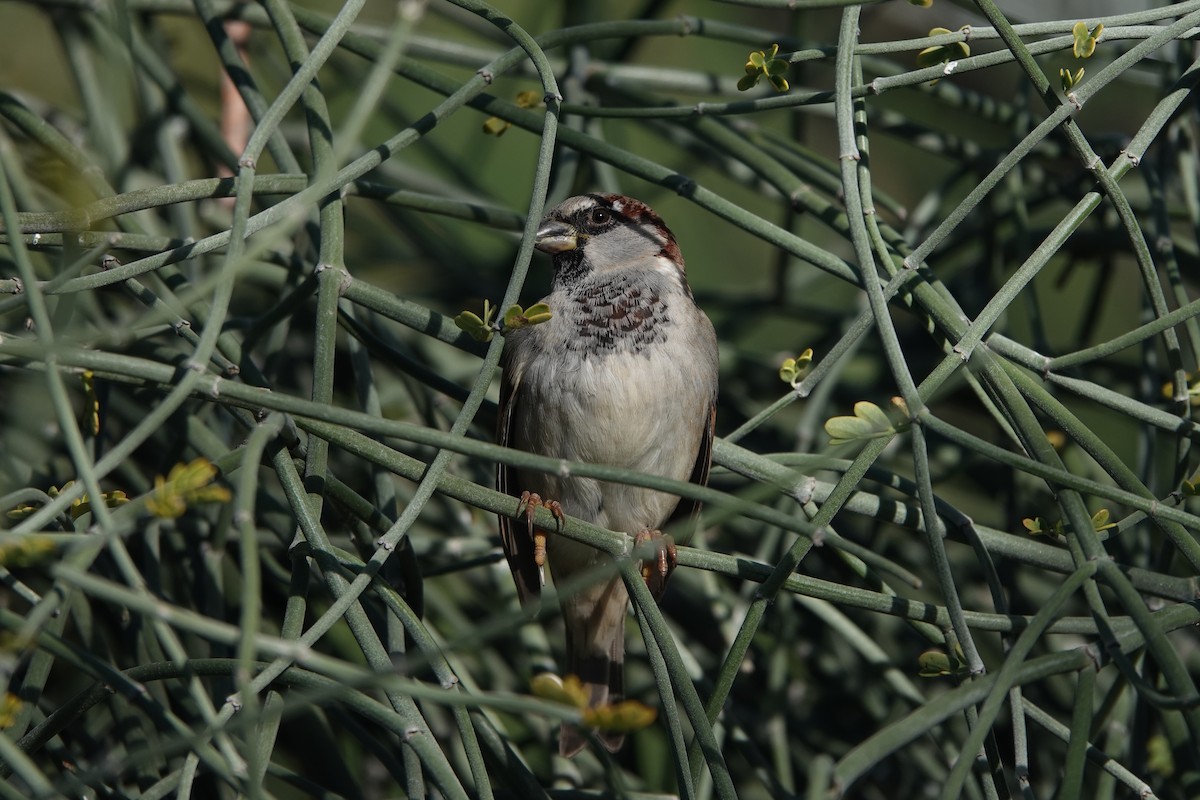 Gorrión Común - ML646302782