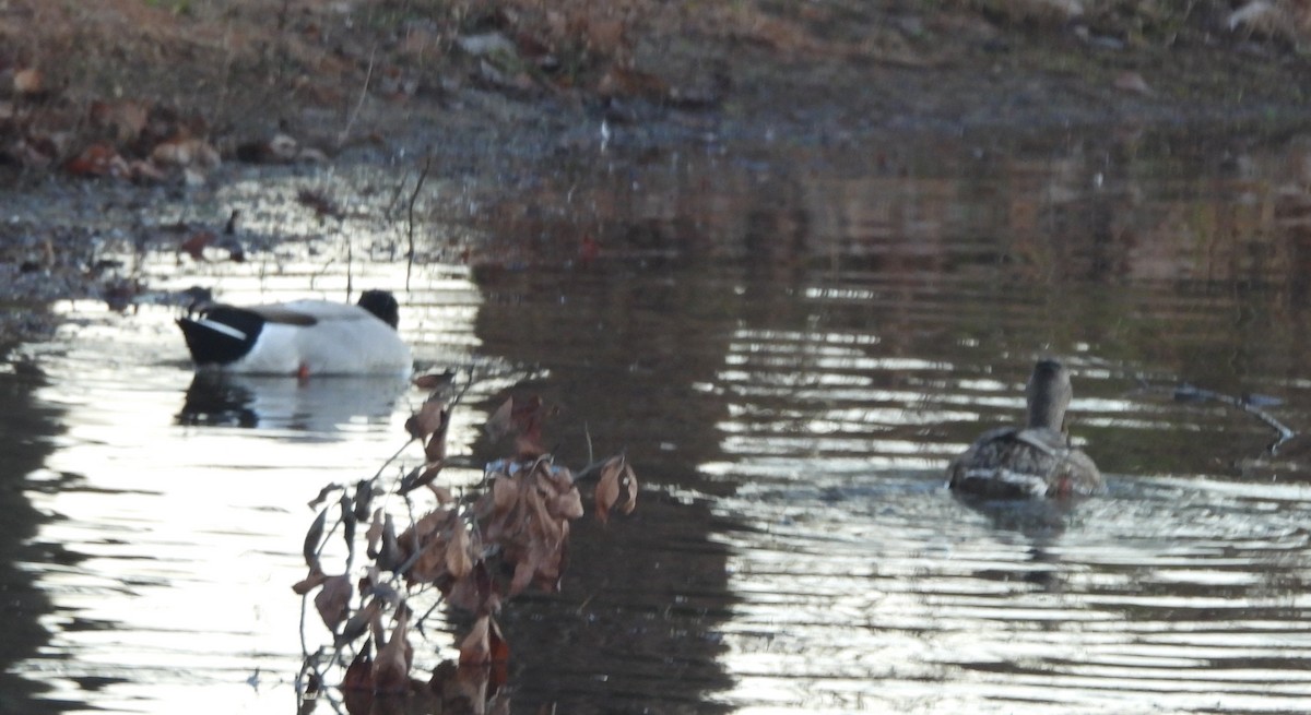 マガモ - ML646302784