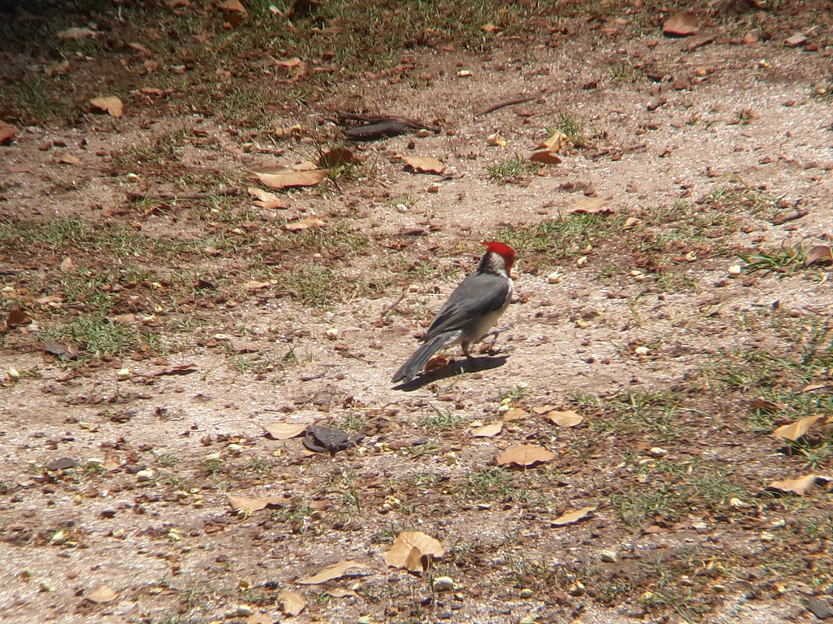 Red-crested Cardinal - ML646302785