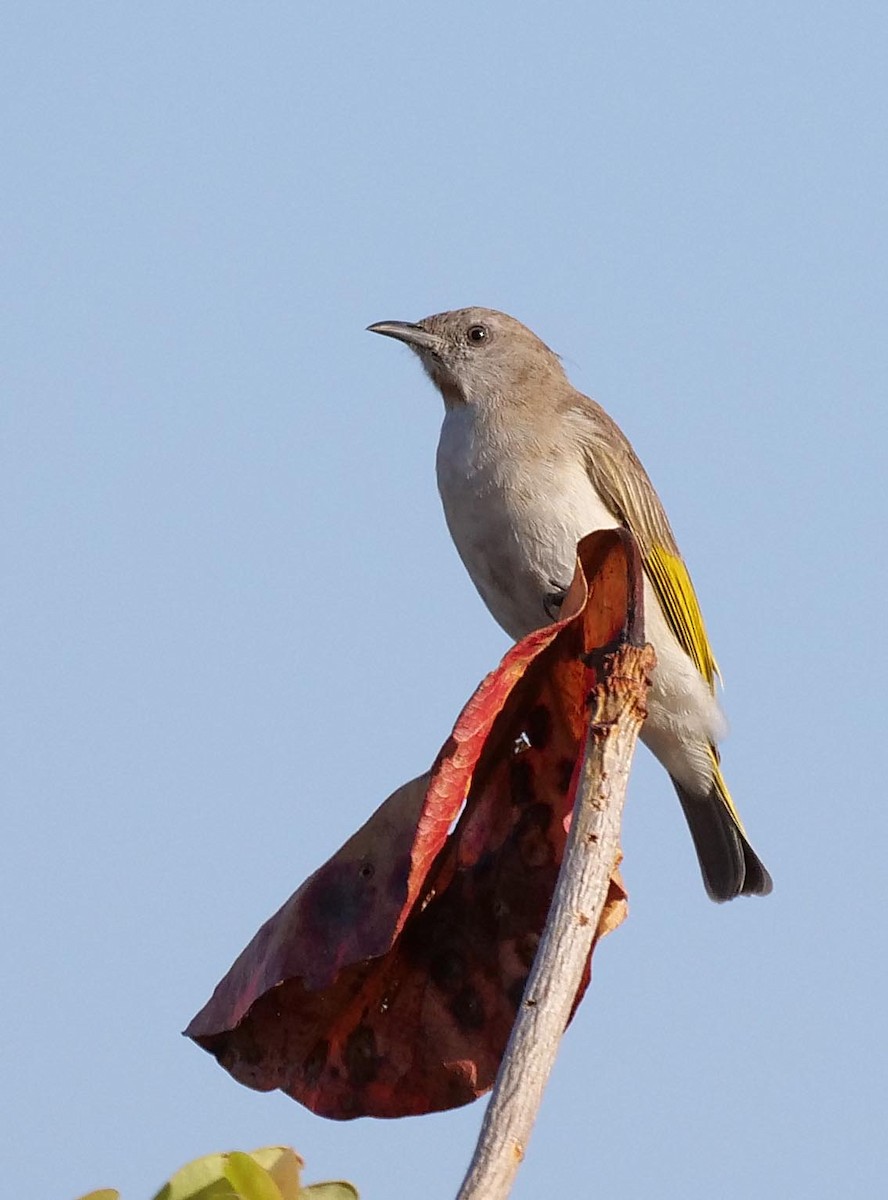 Rufous-throated Honeyeater - ML646302787