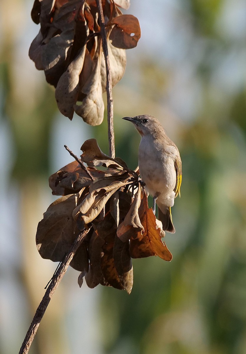 Rufous-throated Honeyeater - ML646302788