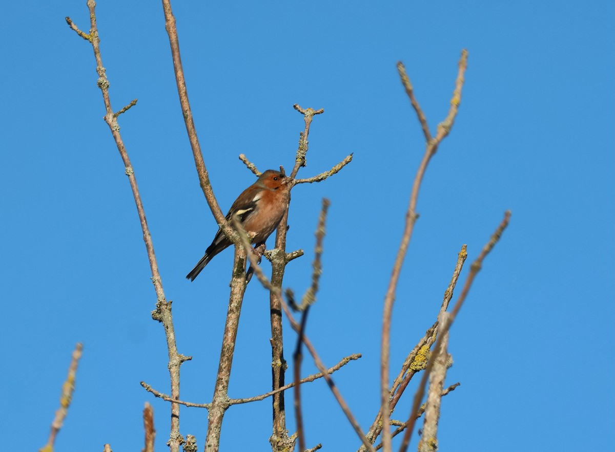 pěnkava obecná - ML646302793