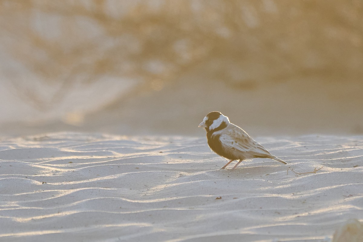 Black-crowned Sparrow-Lark - ML646302795