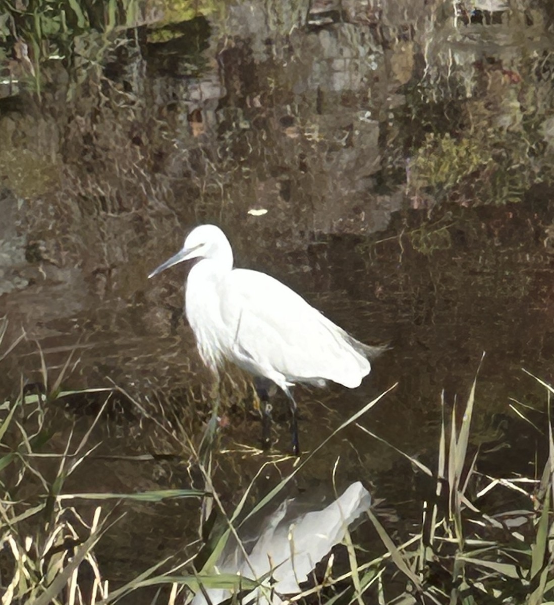 silkehegre - ML646302799