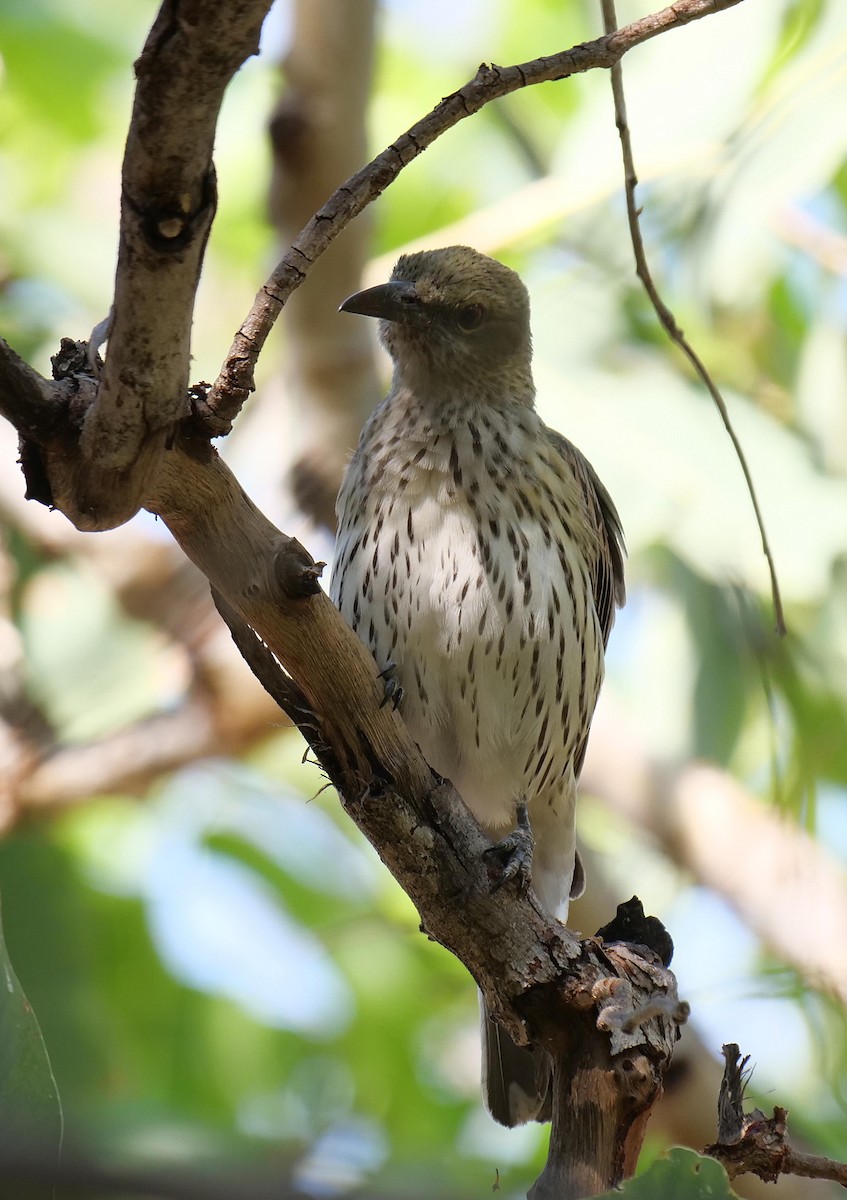 Olive-backed Oriole - ML646302800