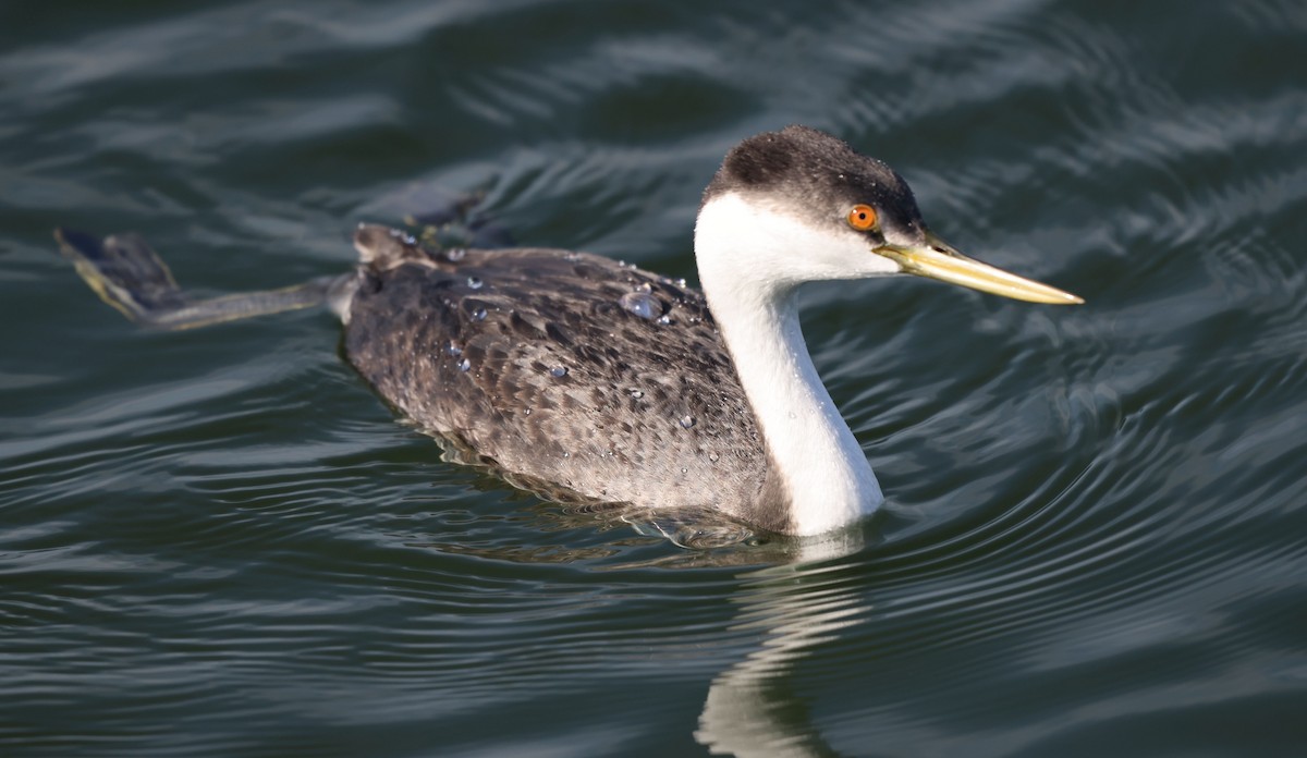 Western Grebe - ML646302802