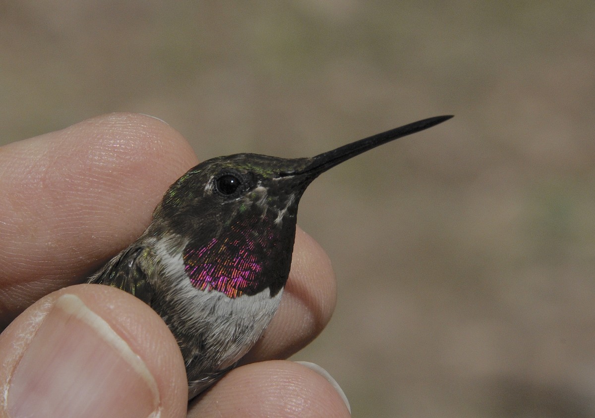 Black-chinned x Broad-tailed Hummingbird (hybrid) - ML646302805