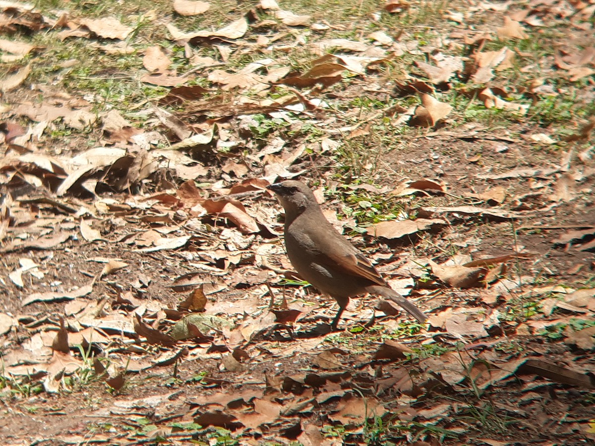 Grayish Baywing - ML646302806