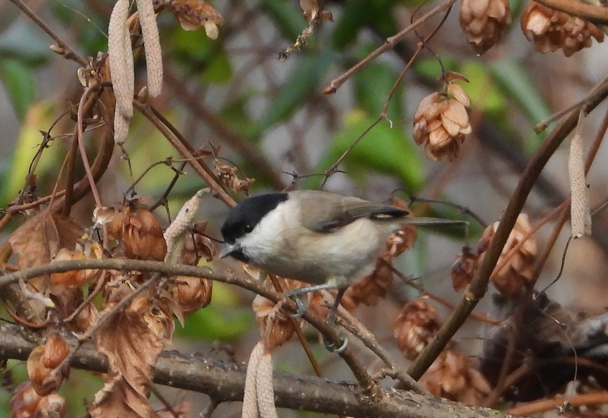 Marsh Tit - ML646302807