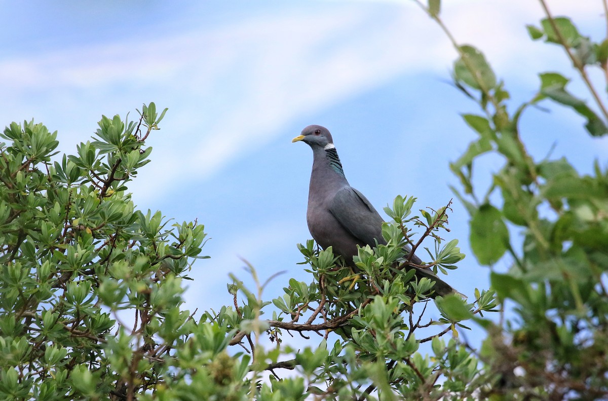 Band-tailed Pigeon - ML646302809