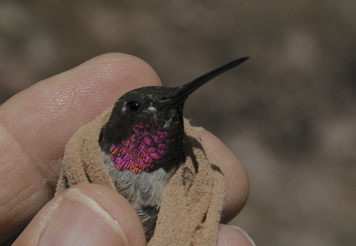 Black-chinned x Broad-tailed Hummingbird (hybrid) - ML646302810