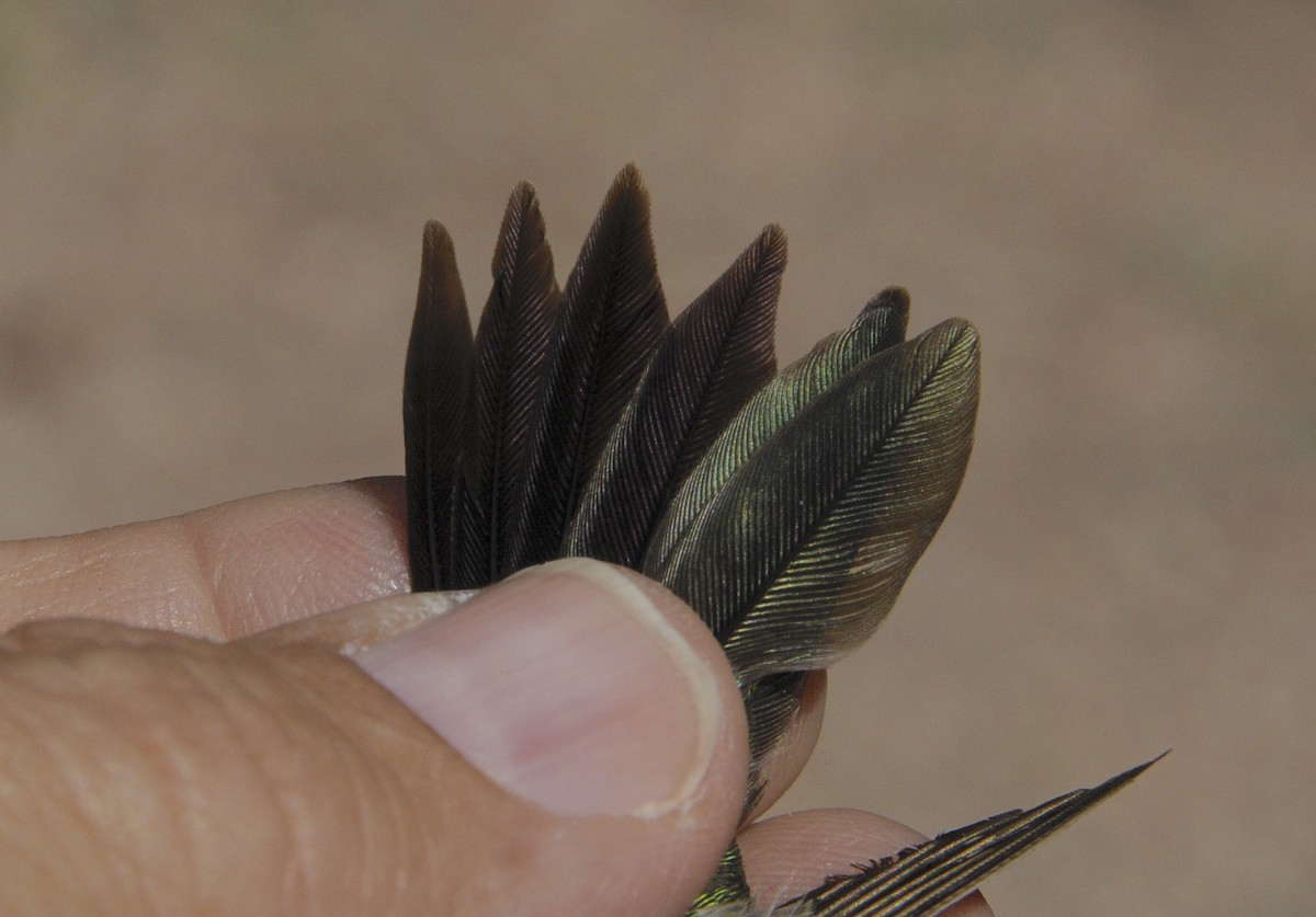 Black-chinned x Broad-tailed Hummingbird (hybrid) - ML646302812