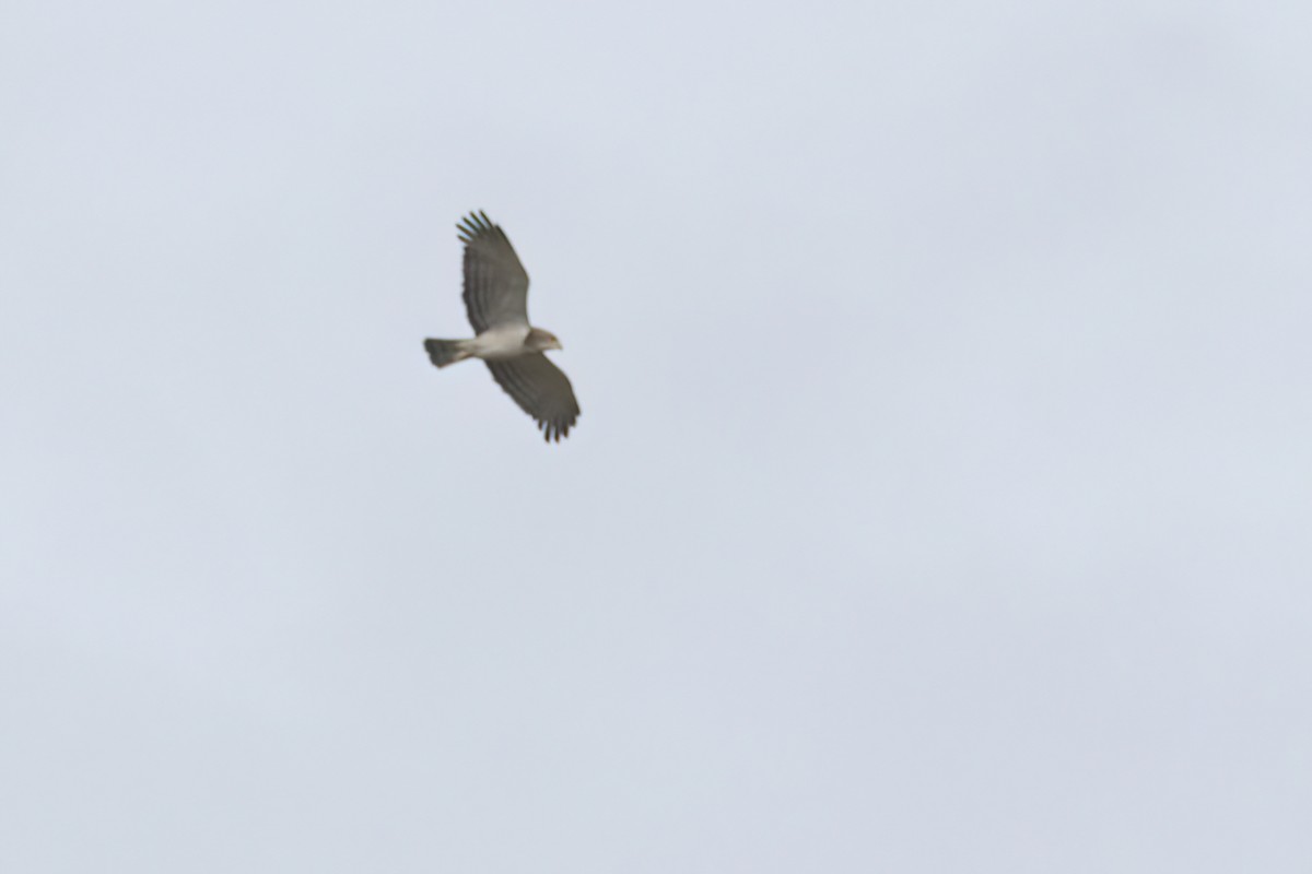 Beaudouin's Snake-Eagle - ML646302816