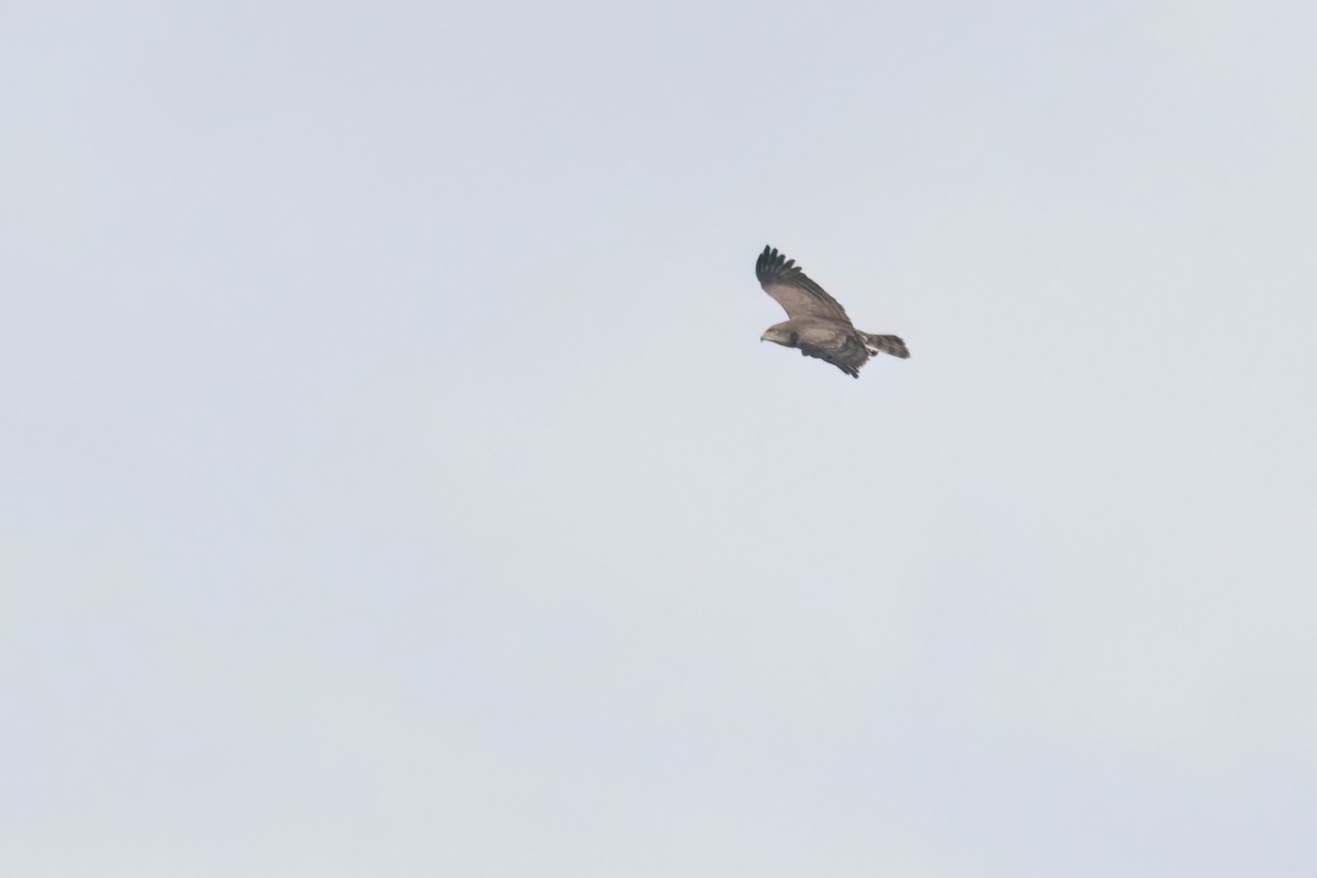 Beaudouin's Snake-Eagle - ML646302817